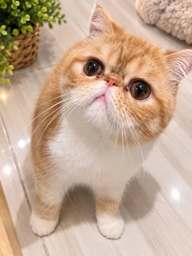 Gato Exótico