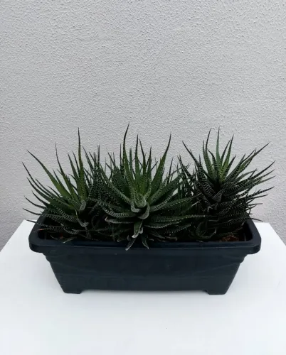 Jardineira com Suculenta Haworthia Fasciata (Planta-zebra)