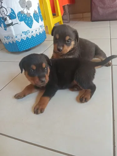 Filhotes de rottweiler