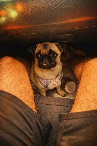 Pug procura namorado 