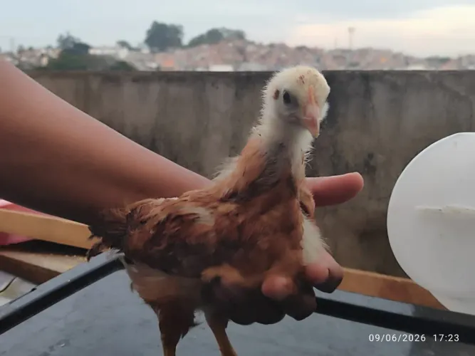 PONTINHOS DE EMBRAPA 51.