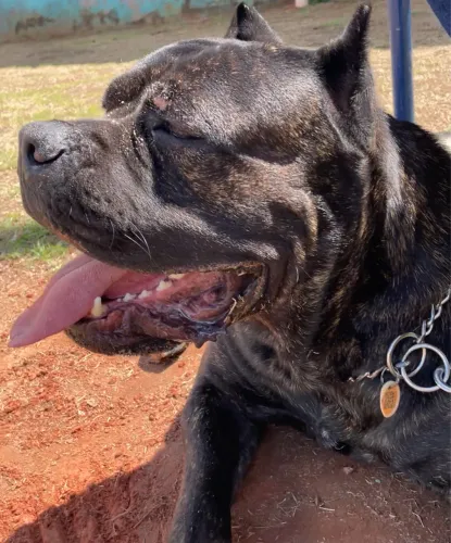 Cane Corso p/ Cruza - Macho