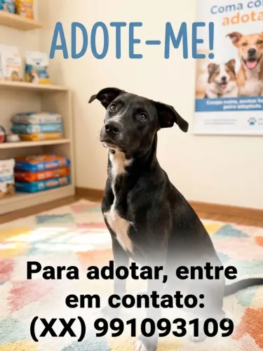 Adoção (vira lata, 8 meses)