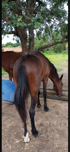 Vendo ou troco os 2 cavalo né moto falcon ou xre 300
