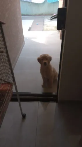Doa-se golden filhote macho 