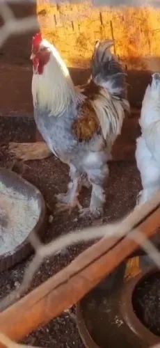 Galo brahma novo