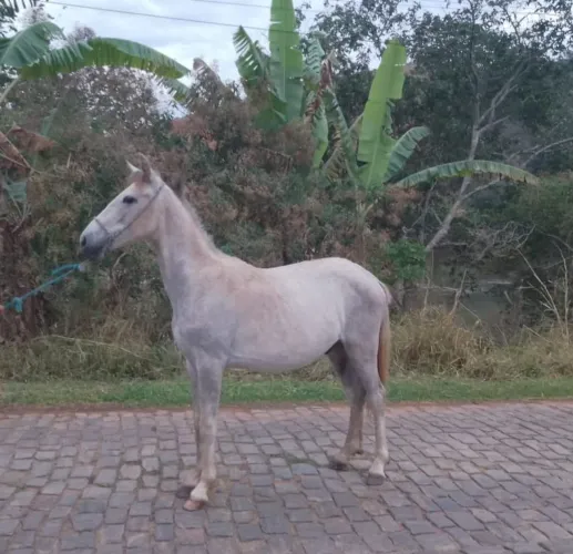 Cavalo de marcha picada