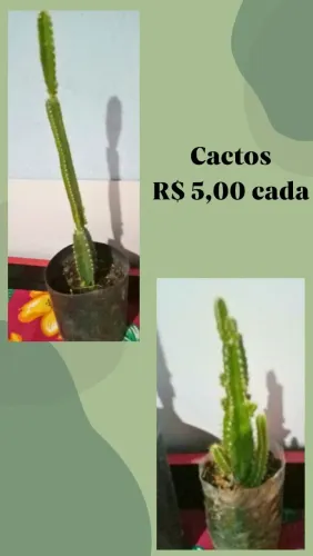 VENDE-SE CACTOS