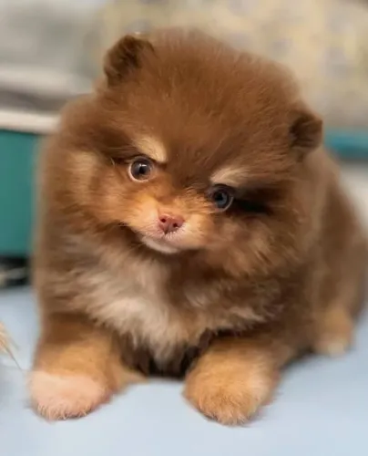 Lulu: o toque de alegria que faltava na rotina