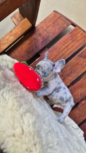 Buldogue francês
