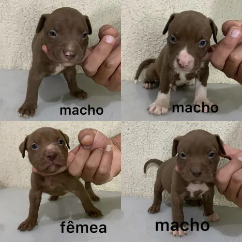 Filhotes de Pitmonster