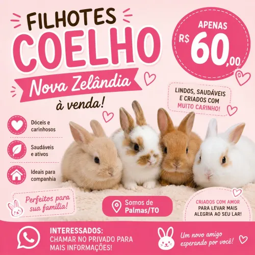 FILHOTES DE COELHO NOVA ZELÂNDIA 