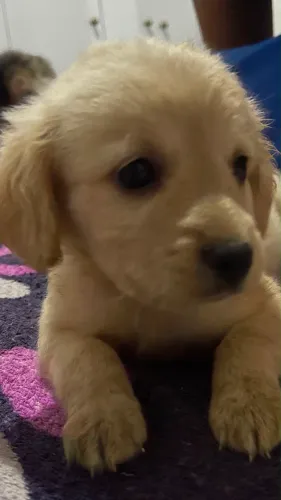 Cachorro poddle 