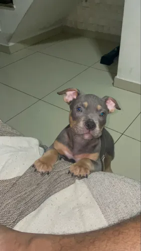 American Bully Pocket
