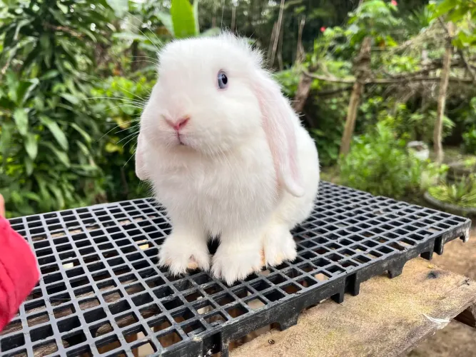 Promoção Coelho Mini Lop Fêmea olhos azuis