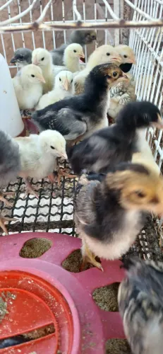Pintinhos brahma com indio