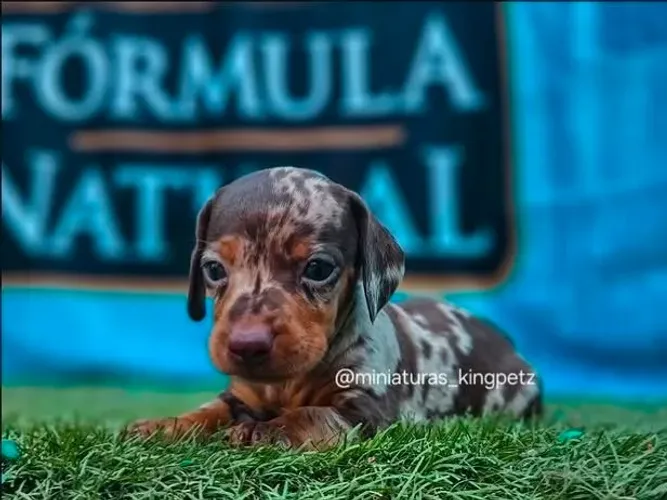 Dachshund Miniatura com kaninchen ( menores padrão da raça )