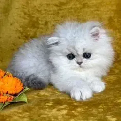 Gato Persa Pequeno Porte