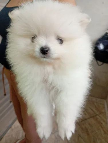 Canil mais lu. Dog. Filhote de ótima qualidade