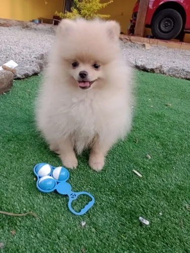 Spitz alemão anão, macho com pedigree em 10x no cartão. Entregamos.