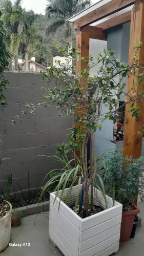 Planta acerola