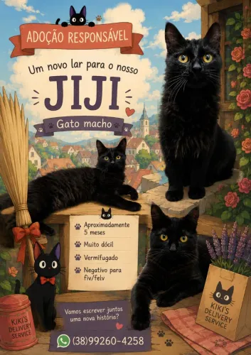 Gato macho para adoção responsável