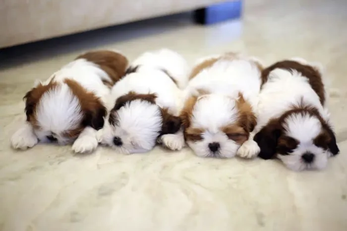 Shih tzu - fêmea e macho
