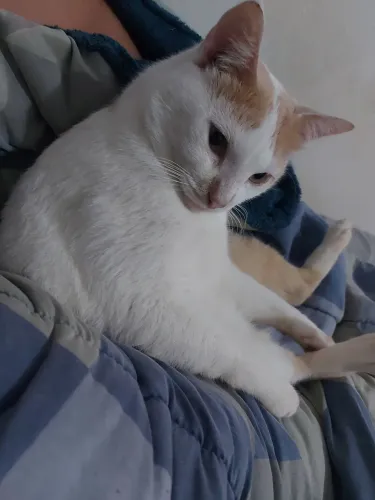 Doa-se Gato Castrado