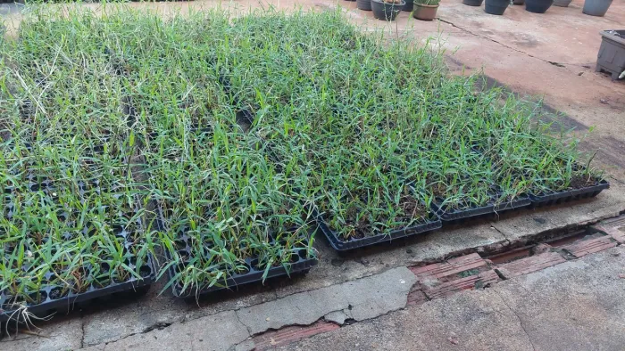 Grama africana 