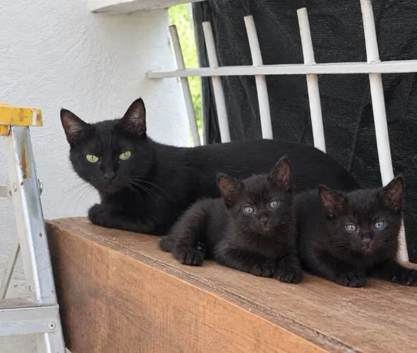 Gatinhos 50 dias e siamesa de 5 meses vacinada