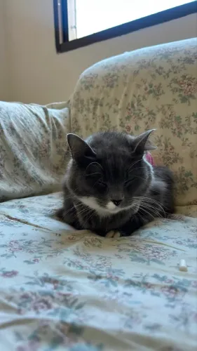 Duas gatinhas para adoção responsável
