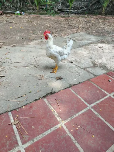 Vendo 3 frangos