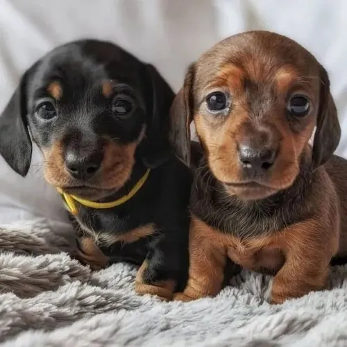 Dachshund, Teckel, Basset, Salsicha, Cofap á venda