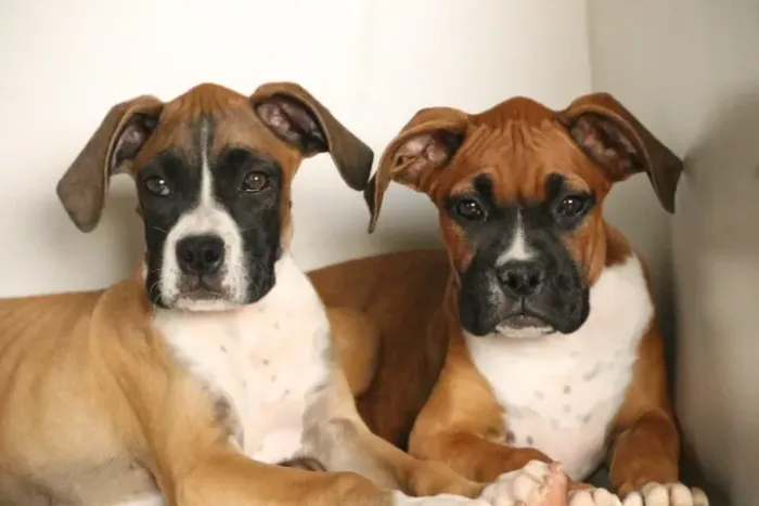 Boxer fêmea Insta gram @filhotesfloresdooriente