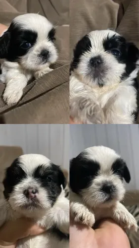 FILHOTES SHIHTZU