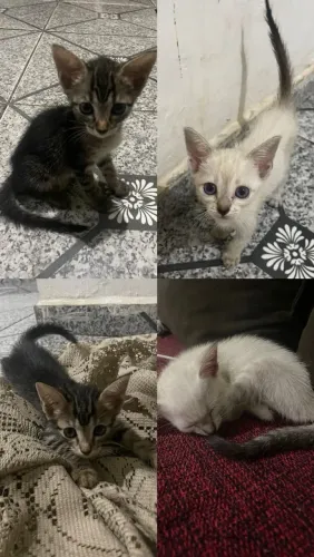 Estou doando esses 4 gatinhos, quem tiver interesse manda mensagem ,faço entrega!