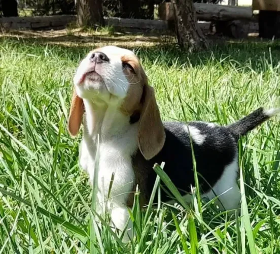 Filhotes de Beagle | Amor que completa os dias.
