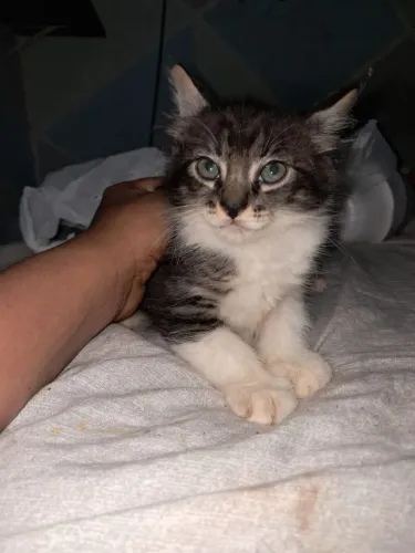 Doando Gatinho filhote macho