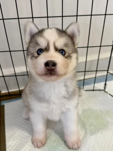 HUSKY SIBERIANO WOOLY 