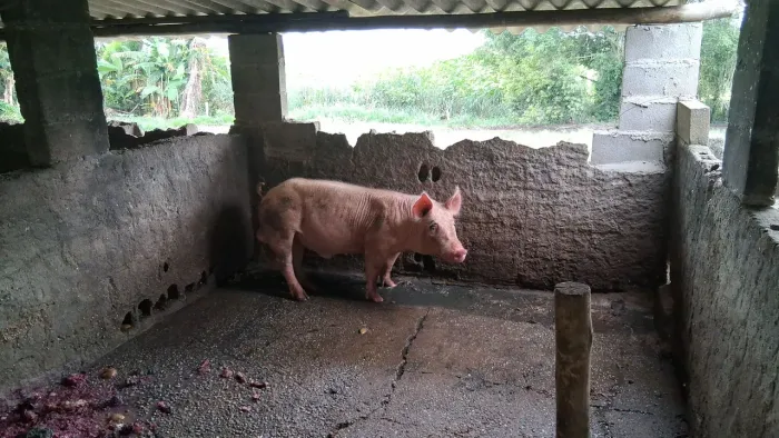 Vendo cachaço 