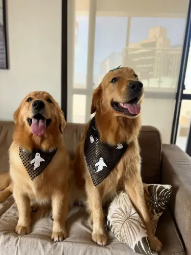 Casal de golden