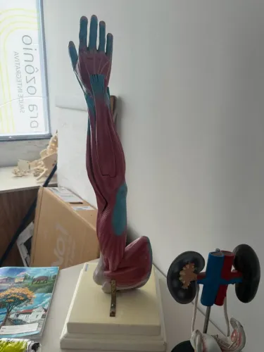 Modelos Anatômicos 