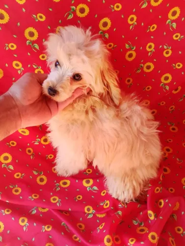 Poodle macho 5 meses - valor abaixo