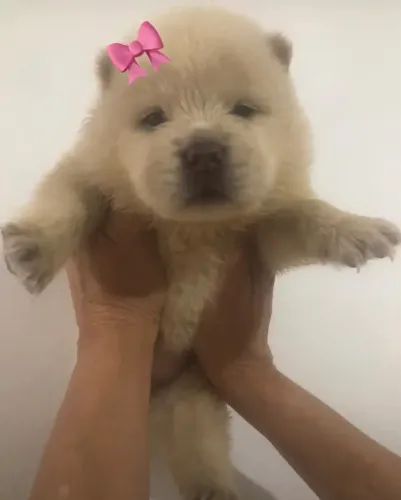 Linda filhote de CHOW CHOW disponível!!