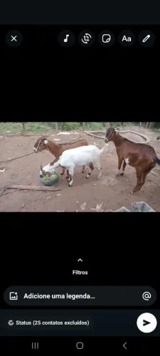 Cabra nambi