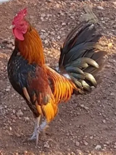 Galo