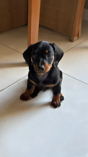 Vendo filhote de dachshund
