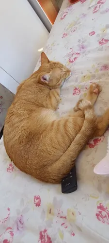 Doação gatos juntos