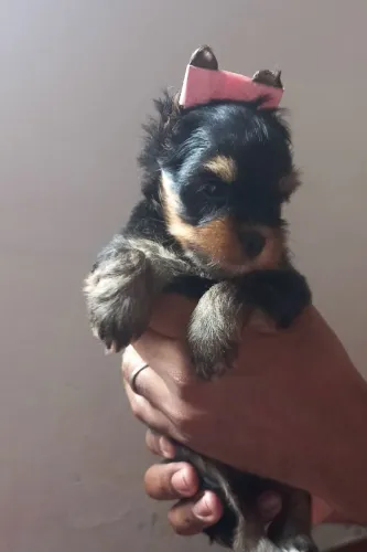 Yorkshire micro