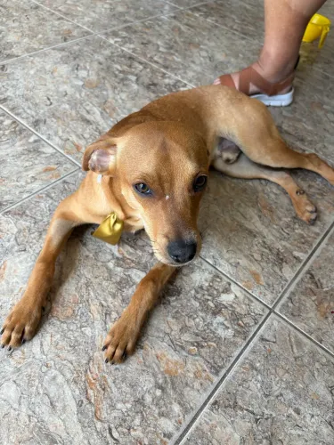 Adoção cachorro filhote